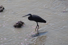 Egretta gularis