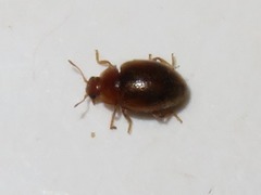 Rhyzobius litura