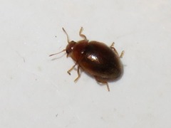 Rhyzobius litura