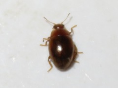 Rhyzobius litura