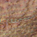 Pleurosicya elongata - Photo (c) Mark Rosenstein,  זכויות יוצרים חלקיות (CC BY-NC), הועלה על ידי Mark Rosenstein