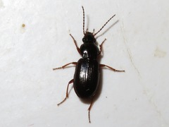 Pterostichus strenuus