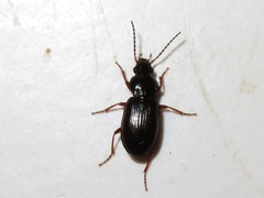 Pterostichus strenuus