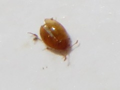 Ephistemus globulus