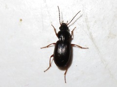 Pterostichus strenuus