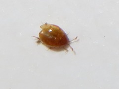 Ephistemus globulus