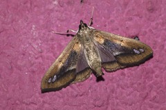 Diaphania fumosalis
