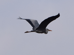 Ardea cinerea