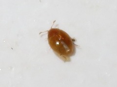 Ephistemus globulus