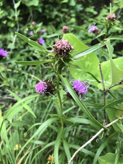 Liatris compacta
