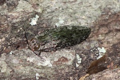 Texania campestris