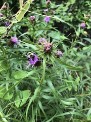 Liatris compacta