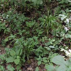 Diarrhena obovata