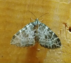 Eustroma reticulata