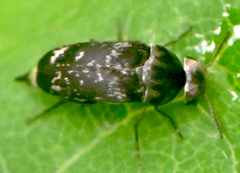 Mordella marginata