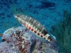 Serranus psittacinus