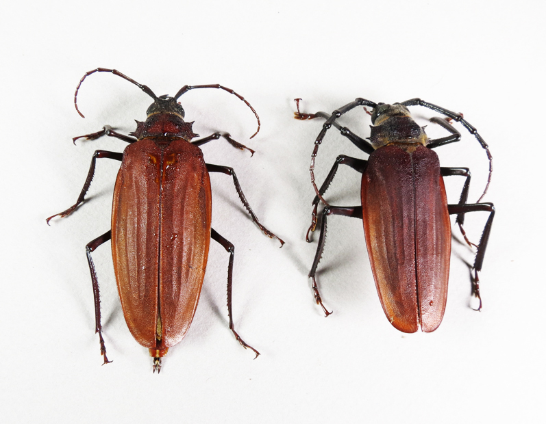 Braderochus retrospinosus