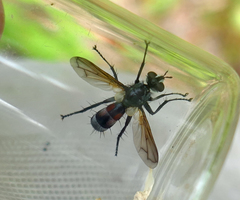 Cylindromyia