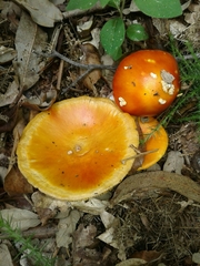 Amanita erythrocephala
