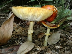 Amanita erythrocephala