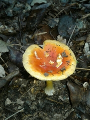 Amanita erythrocephala