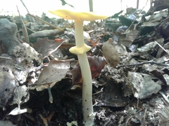 Amanita erythrocephala