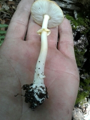 Amanita erythrocephala