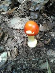 Amanita erythrocephala