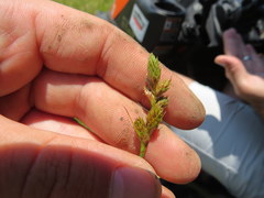 Carex longii