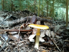 Amanita erythrocephala