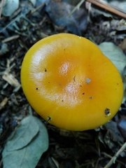 Amanita erythrocephala
