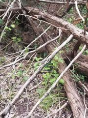 Juniperus ashei