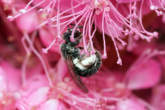 Lasioglossum coeruleum