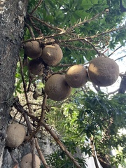 Couroupita guianensis