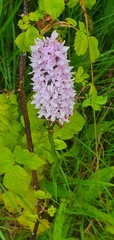 Dactylorhiza fuchsii