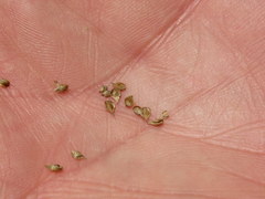 Carex longii