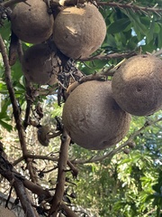 Couroupita guianensis