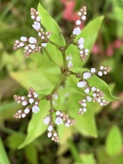 Mitreola
