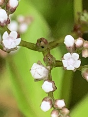 Mitreola