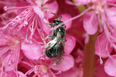 Lasioglossum coeruleum
