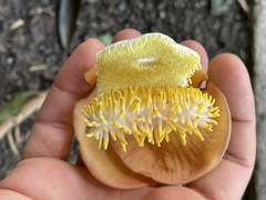 Couroupita guianensis
