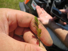 Carex longii