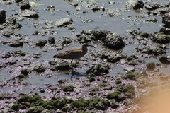 Numenius phaeopus