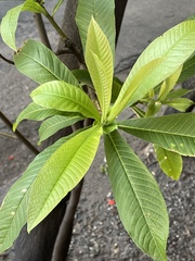 Couroupita guianensis