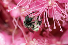 Lasioglossum coeruleum
