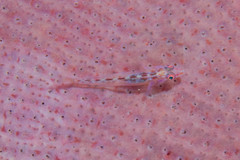 Pleurosicya elongata