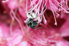 Lasioglossum coeruleum