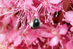 Lasioglossum coeruleum