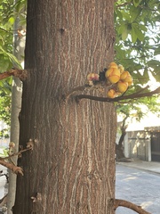 Couroupita guianensis