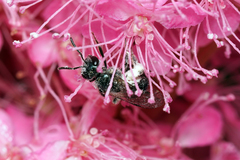Lasioglossum coeruleum